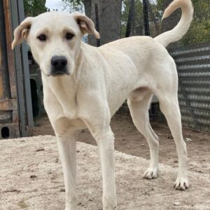 Miguel – geb. ca. 08/2024