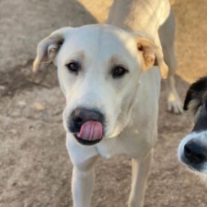 Miguel – geb. ca. 08/2024