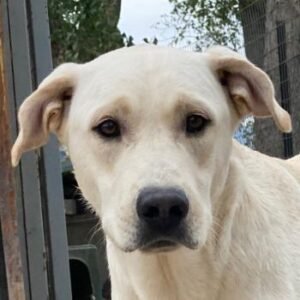 Miguel – geb. ca. 08/2024