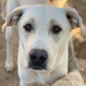 Miguel – geb. ca. 08/2024