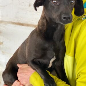 Elila –  geb. ca. 04/2023
