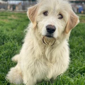 Arina – geb. ca. 10/2024