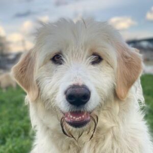 Arina – geb. ca. 10/2024