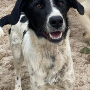 Bedla – geb. ca. 01/2025