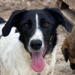 Bedla – geb. ca. 01/2025