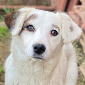Cloud – geb. ca. 09/2024