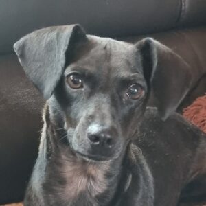 Elila –  geb. ca. 04/2023 – 53947 Nettersheim