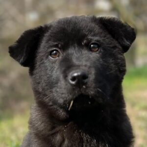Hachiko – geb. ca. 01/2025