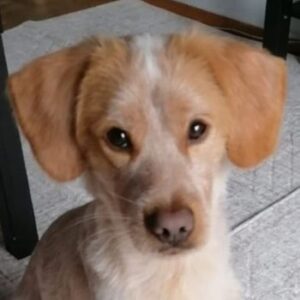 Hugo – geb. ca. 04/2024