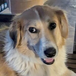 Kira – geb. ca. 09/2021