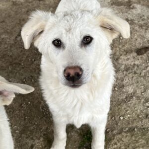 Nuala – geb. ca. 10/2024