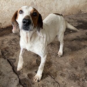 Zack – geb. ca. 10/2022