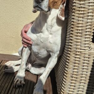 Zack – geb. ca. 10/2022 – 23556 Lübeck