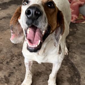 Zack – geb. ca. 10/2022 – 23556 Lübeck