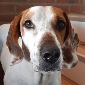 Zack – geb. ca. 10/2022 – 23556 Lübeck