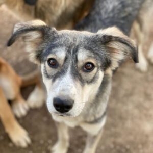 Alexi – geb. ca. 02/2025