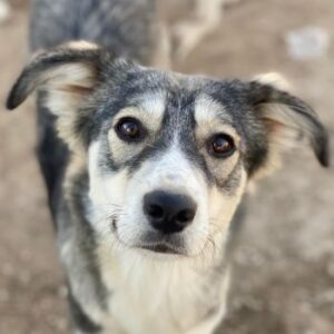 Alexi – geb. ca. 02/2025