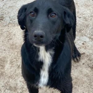 Alon – geb. ca. 02/2025