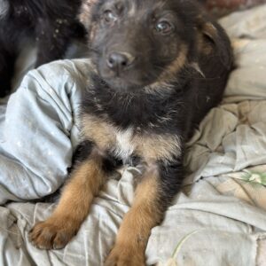 Baika – geb. ca. 02/2025