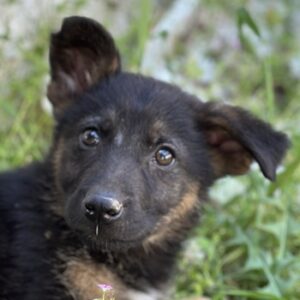Baika – geb. ca. 02/2025