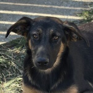 Baika – geb. ca. 02/2025
