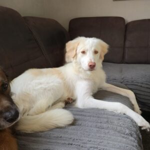 Balda – geb. ca. 02/2025 – 26826 Weener