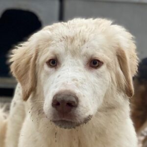 Balda – geb. ca. 02/2025 – 26826 Weener