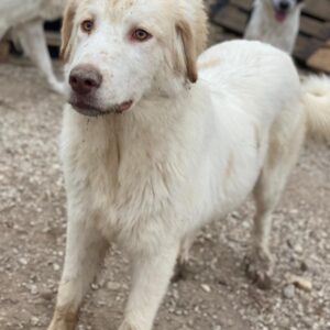 Balda – geb. ca. 02/2025 – 26826 Weener