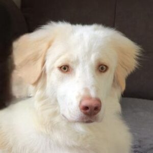 Balda – geb. ca. 02/2025 – 26826 Weener