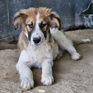 Barkley – geb. ca. 10/2024