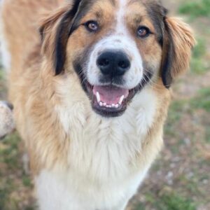 Barkley – geb. ca. 10/2024