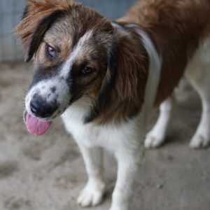 Barkley – geb. ca. 10/2024