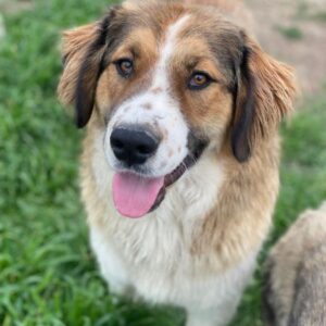 Barkley – geb. ca. 10/2024