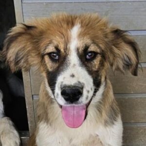Barkley – geb. ca. 10/2024