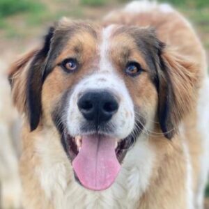 Barkley – geb. ca. 10/2024