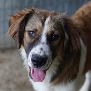 Barkley – geb. ca. 10/2024
