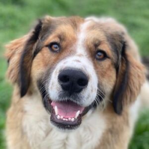 Barkley – geb. ca. 10/2024