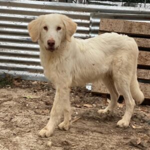 Batimo – geb. ca. 02/2025