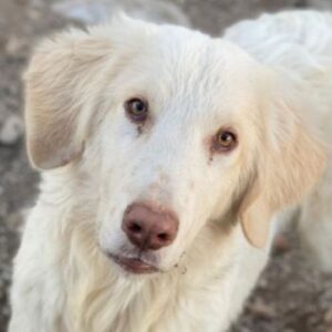 Batimo – geb. ca. 02/2025