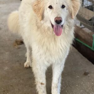 Bazo – geb. ca. 02/2025