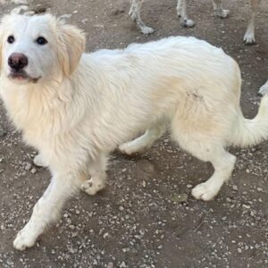 Bazo – geb. ca. 02/2025