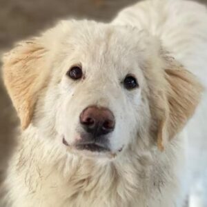 Bazo – geb. ca. 02/2025