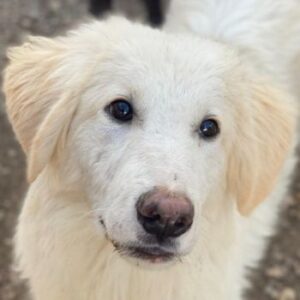 Bazo – geb. ca. 02/2025