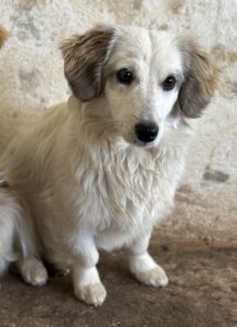 Cayla – geb. ca. 05/2024