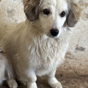 Cayla – geb. ca. 05/2024