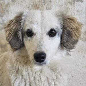 Cayla – geb. ca. 05/2024