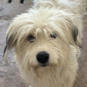 Fluffy – geb. ca. 11/2023