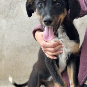 Fraya – geb. ca. 01/2025