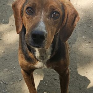 Gavin – geb. ca. 05/2022