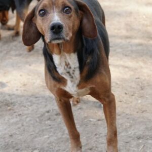 Gavin – geb. ca. 05/2022